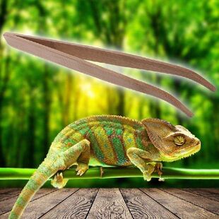 Pinset Penjepit Makan Reptil Bersudut 28Cm Alat Makan Ramah