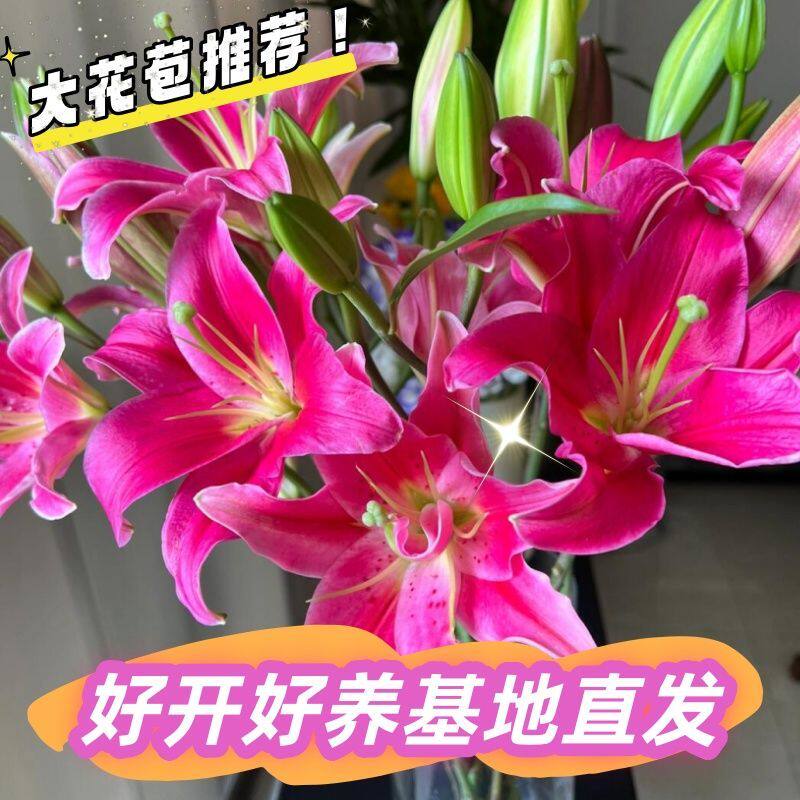 【粉百合】香水百合鲜花花束云南昆明基地直发速递同城家用花水养