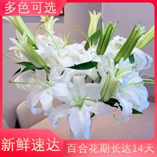 香水百合鲜花云南基地直发水培多头鲜切花花束插花插瓶多重瓣花卉