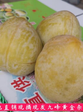 顺丰包邮九峰山黄金奈李子新鲜现摘黄布林孕妇水果恐龙蛋脆甜多汁