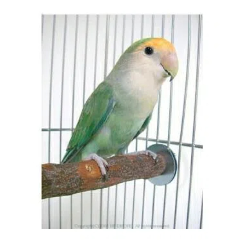 日本Kawai鹦鹉站棍小鸟站棍