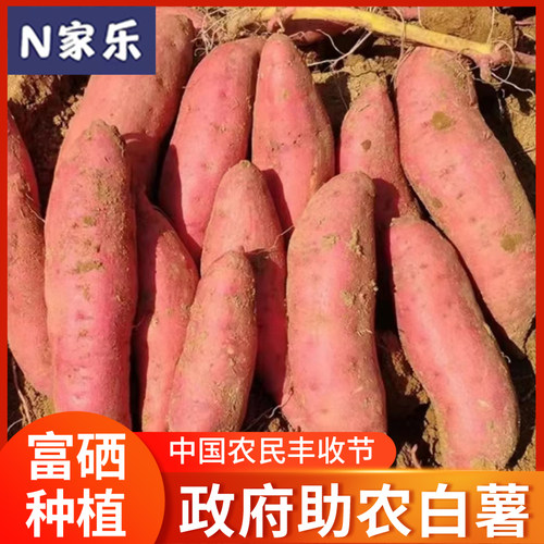 尝新版蜜薯真番薯生鲜速运地瓜富硒真无筋无丝甘甜板栗味包邮到家