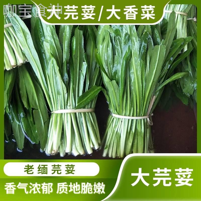 云南新鲜蔬菜调味芫荽香料新鲜采摘现发无根大香菜泰国食用缅芫荽