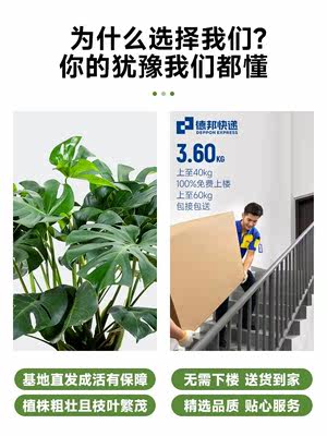 龟背竹盆栽大型绿植大叶富贵竹土培水培植物四季常青好养室内客厅