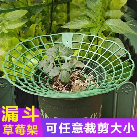 草莓托盘架栽培架种植托架草莓架防烂托盘架支架防烂水培草莓盆架