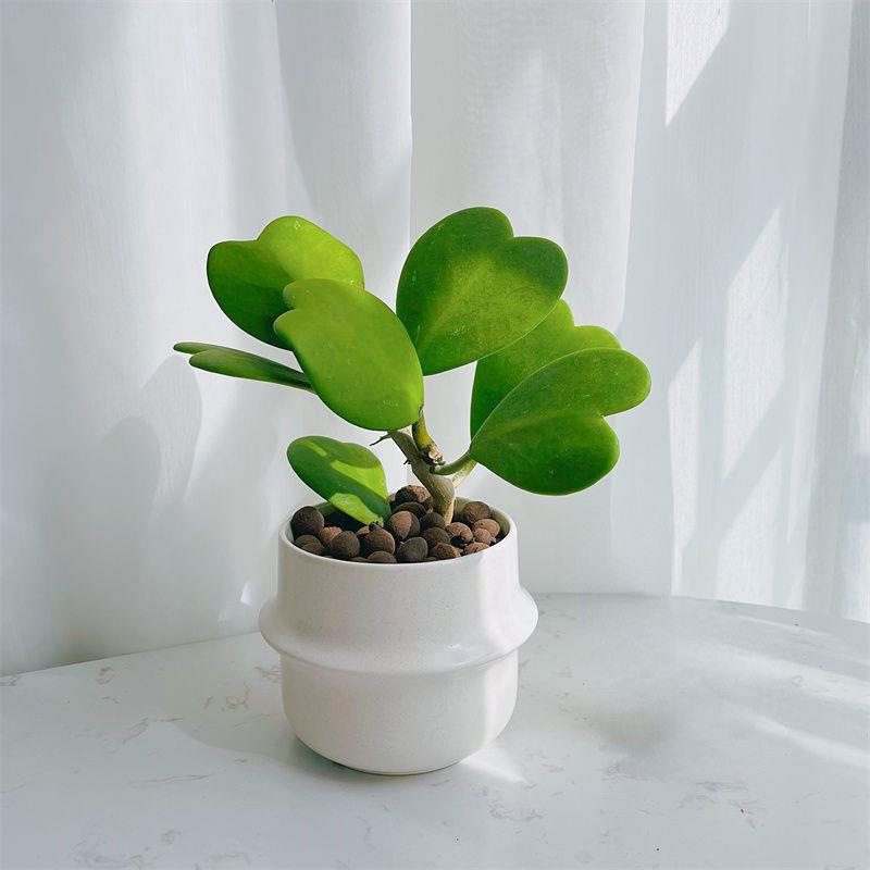 多肉球兰植物高颜值网红北欧办公室内桌面绿植花卉盆栽心叶球兰