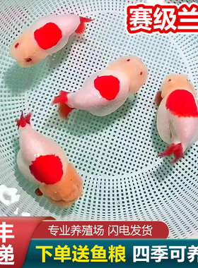 兰寿金鱼熊猫短尾波妞精品小苗奶牛潘氏鱼苗玉兔麒麟冷水热带赛级