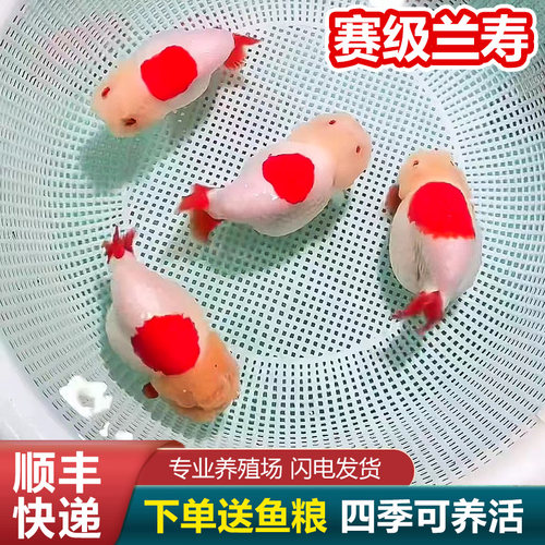 兰寿金鱼熊猫短尾波妞精品小苗奶牛潘氏鱼苗玉兔麒麟冷水热带赛级