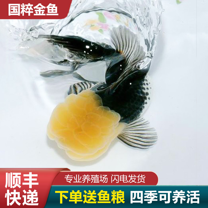 鹤顶红金鱼鸿运当头金鱼狮头国狮活鱼红狮头狮子头红国狮好养淡水