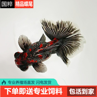 龙睛金鱼蝶尾金鱼精品熊猫鱼苗小鱼苗活鱼包金观赏鱼黑蝶尾冷水鱼