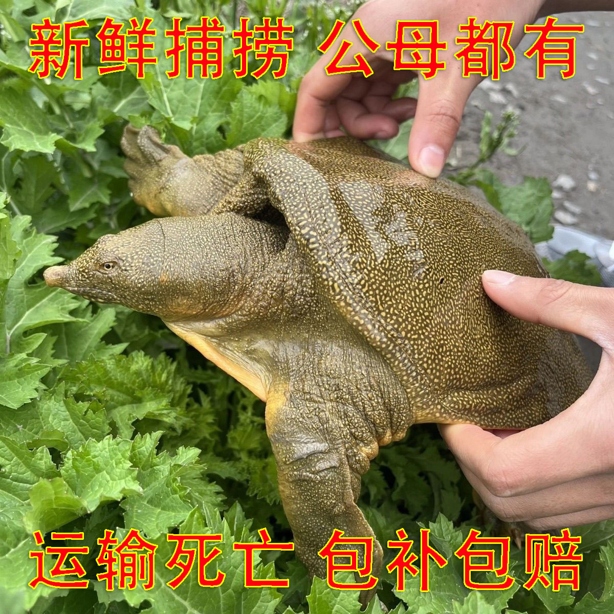 外塘放养生态甲鱼活体鲜活水鱼食用老鳖团鱼青壳3斤黄背大公甲鱼