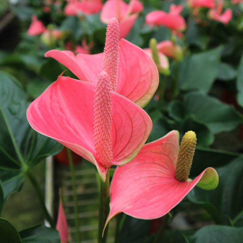 进口粉掌红掌粉盆栽植物室内花卧室窗台观花植物鸿运当头大叶