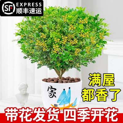 香水米兰盆栽茉莉室内驱蚊绿植物浓香四季开花苗客厅阳台好养花卉