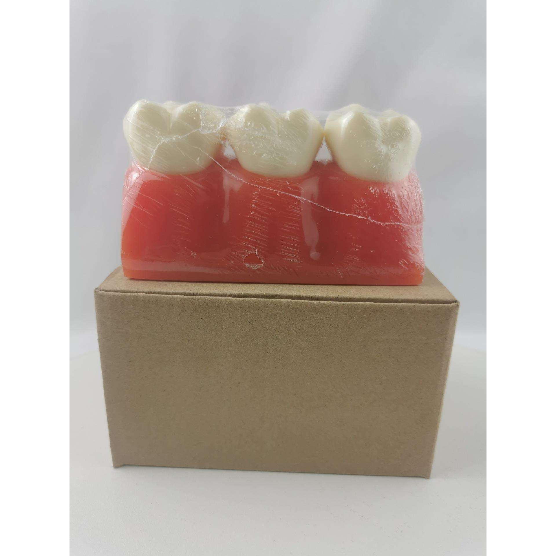 M4020龋齿演练牙齿模型牙齿可拆卸