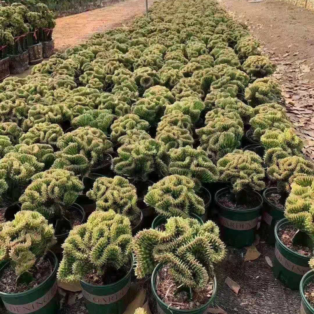 基地直销 观赏多肉花卉植物多肉植物办公室布置 绿春峰