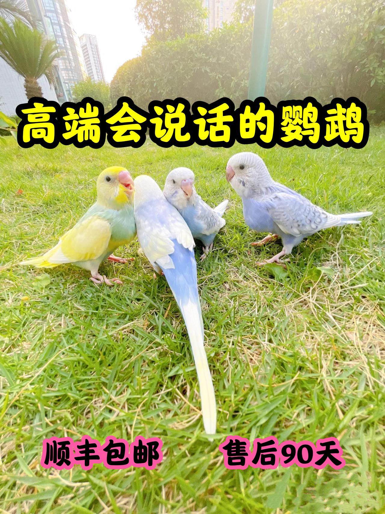 会说话的虎皮鹦鹉活鸟真鸟手养宠物小型小鸟幼鸟活体活物观赏鸟类
