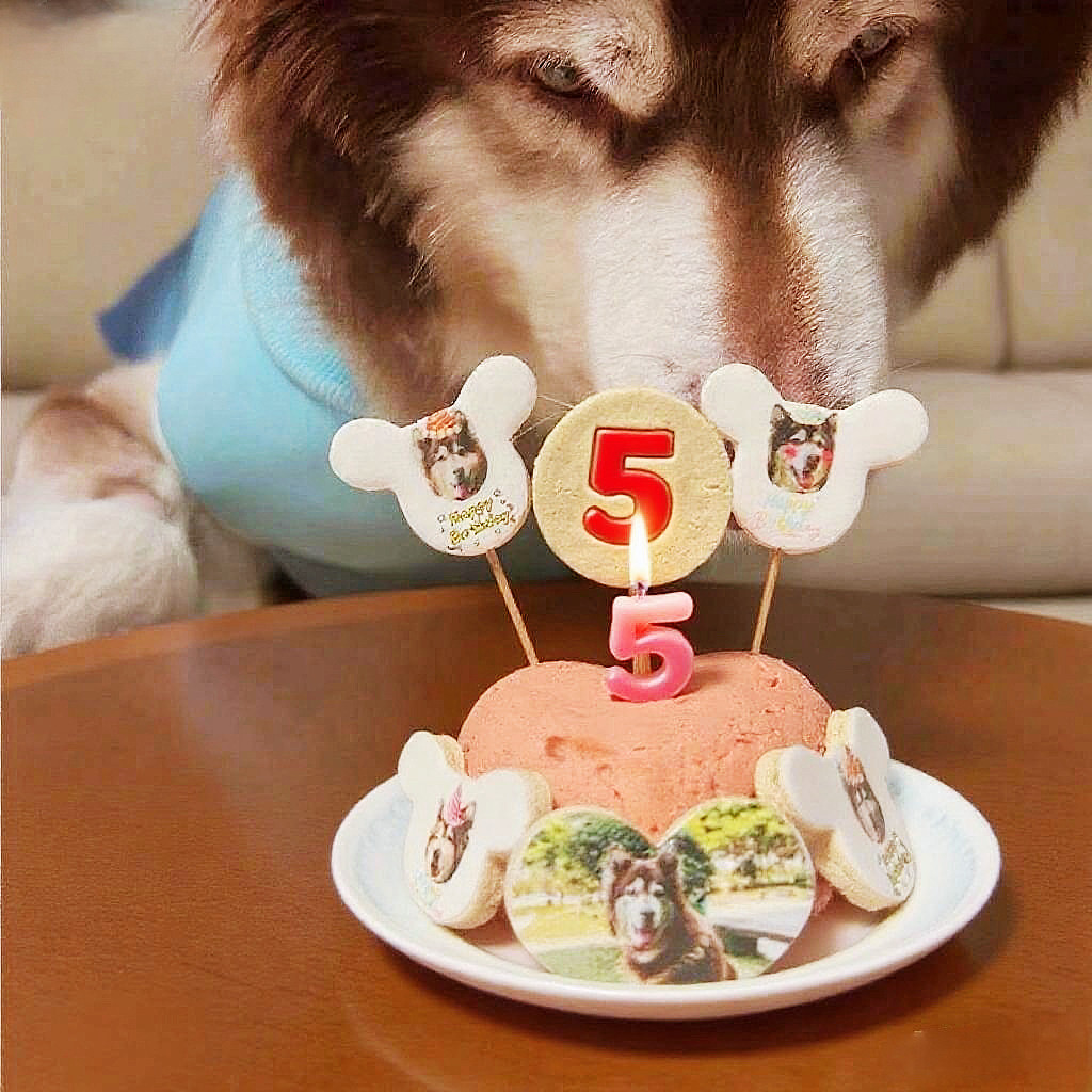 小宠一狼宠物蛋糕狗生日饼干零食定制狗猫咪照片插牌小型犬无添加