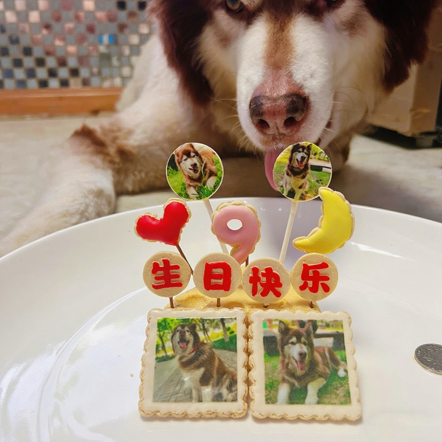 小宠一狼宠物蛋糕狗生日饼干零食定制狗猫咪照片插牌棒棒糖奶片
