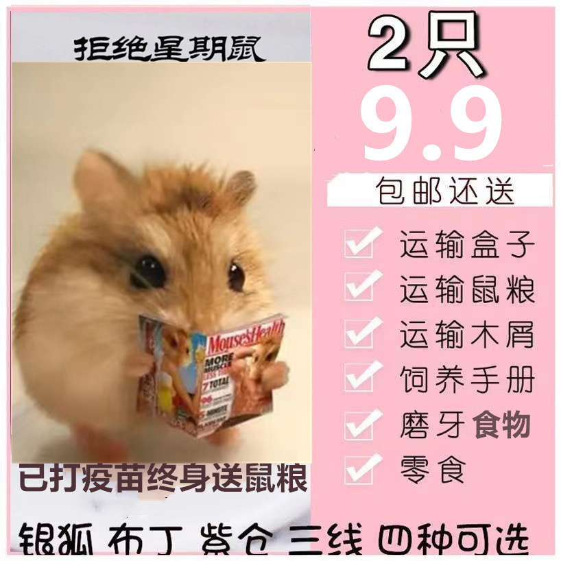 小仓鼠活物包活包邮宠物银狐布丁三线紫仓奶茶情侣幼崽一对情侣