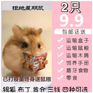 包邮 小仓鼠活物包活 宠物银狐布丁三线紫仓奶茶情侣幼崽一对情侣