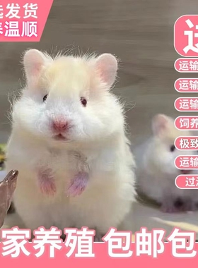 长毛金丝熊活物已打疫苗小仓鼠长毛熊卷毛熊活体宠物家养长毛熊