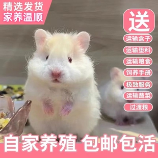 长毛金丝熊活物已打疫苗小仓鼠长毛熊卷毛熊活体宠物家养长毛熊