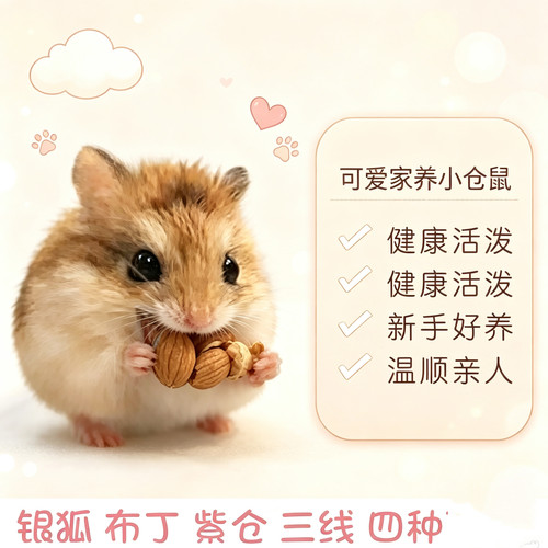 小仓鼠活物包活包邮宠物银狐布丁