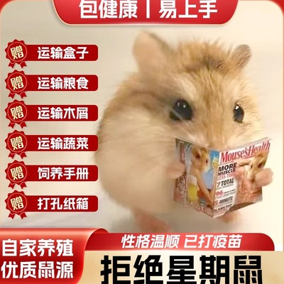 家养仓鼠银狐金丝熊温顺好上手