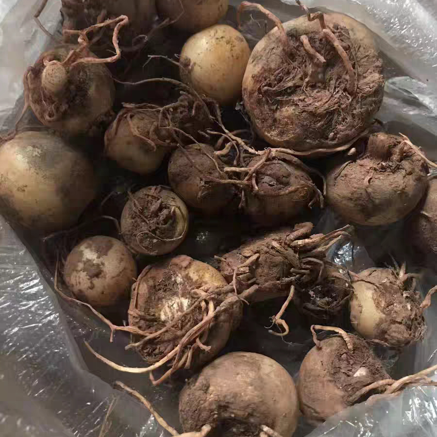 云南山货新鲜天南星一把伞绿植南星南星包谷老蛇蛇放梗大块种球