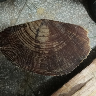 松明子优质引火条生火燃料柴木炭引火棒燃火工具纯天然松明子原木