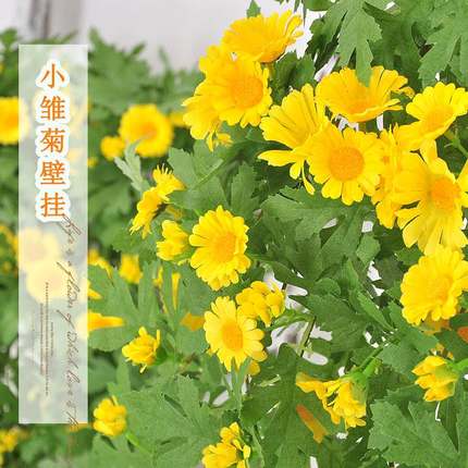 装饰遮挡挂墙绿植仿真雏菊藤条客厅假花壁挂植物垂吊室内吊兰藤蔓