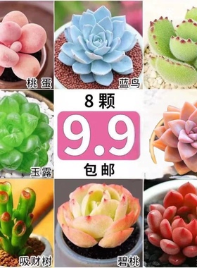 多肉植物群生绿植花卉盆栽室内易活好养招财进宝组合桃蛋玉露蓝鸟