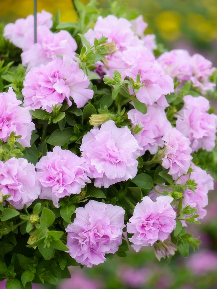 矮牵牛新花品重瓣矮牵牛冰淡紫伊丽莎白阳台庭院花卉绿植盆栽花苗