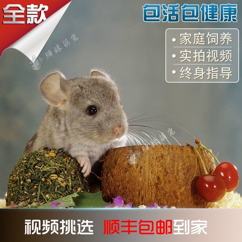 龙猫活物家庭饲养无需打疫苗长毛龙猫幼崽标灰银斑粉白紫灰米色