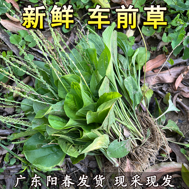 新鲜车前草泡茶清热明目