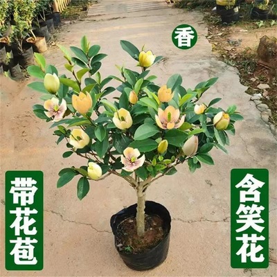 带花苞含笑花苗盆栽四季种植开花浓香花卉含笑老桩树苗耐寒耐温