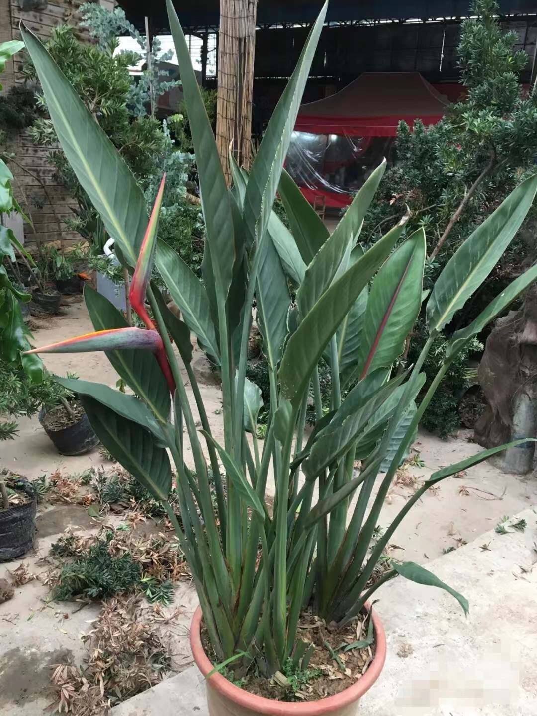 开红花天堂鸟客厅盆栽带花苞鹤望兰大型客厅绿植室外阳台庭院植物