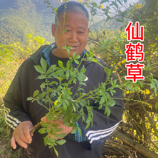 仙鹤草中药材 龙芽草 脱力草 狼牙草 野生正品自家采晒干品500g