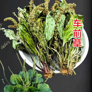 野生车前草 农家新鲜晒干 全颗带根车钱草泡茶水喝正宗车前草新货