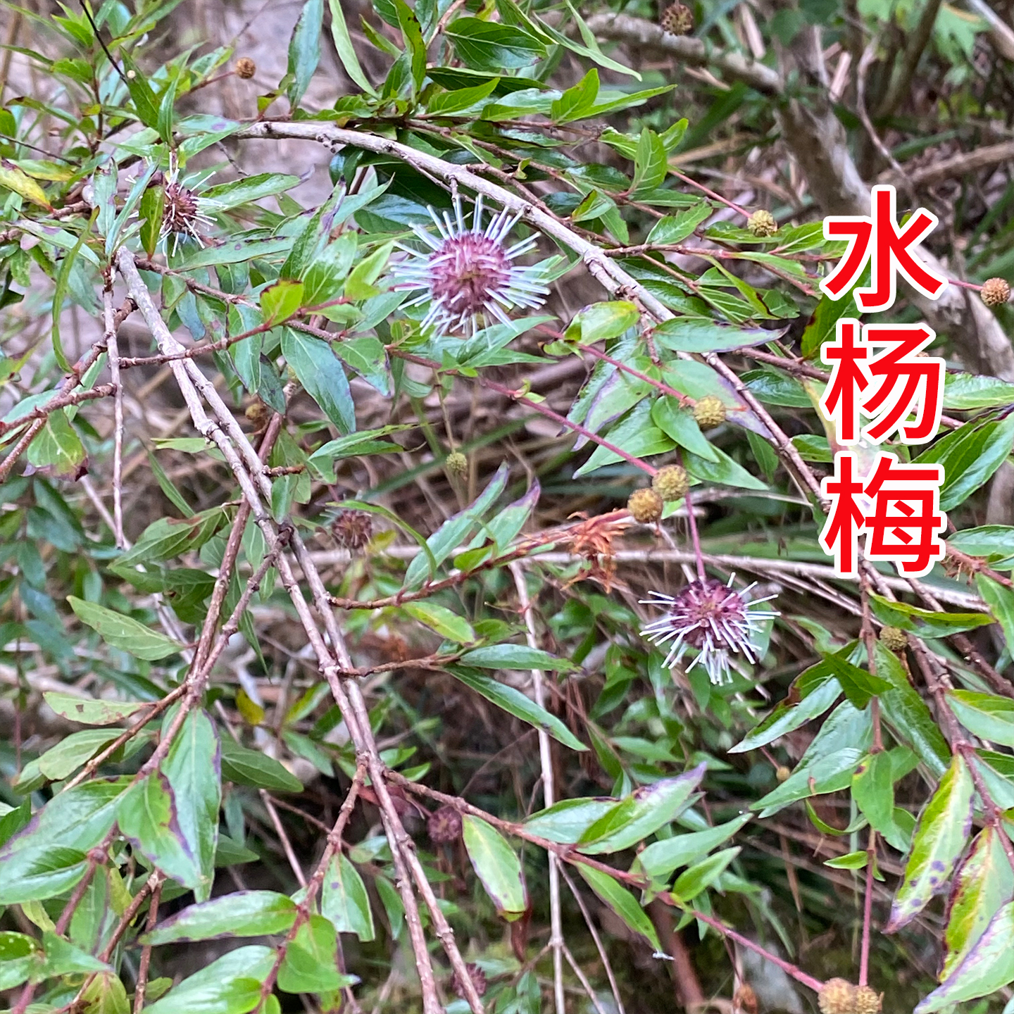 新鲜水杨梅 水杨柳 水团花 绣球柳 中草药 水杨梅 枝叶纯根 包邮