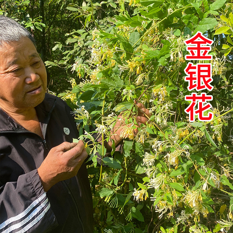 野生金银花泡茶泡水泡澡双花二花天然中药材山银花洗澡婴儿金银花