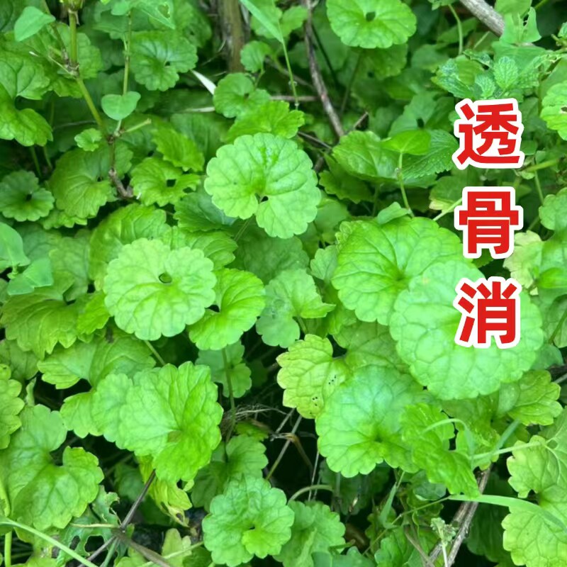 野生透骨消 透骨草 连钱草 活血丹 驳骨草 接骨消中药材500克包邮