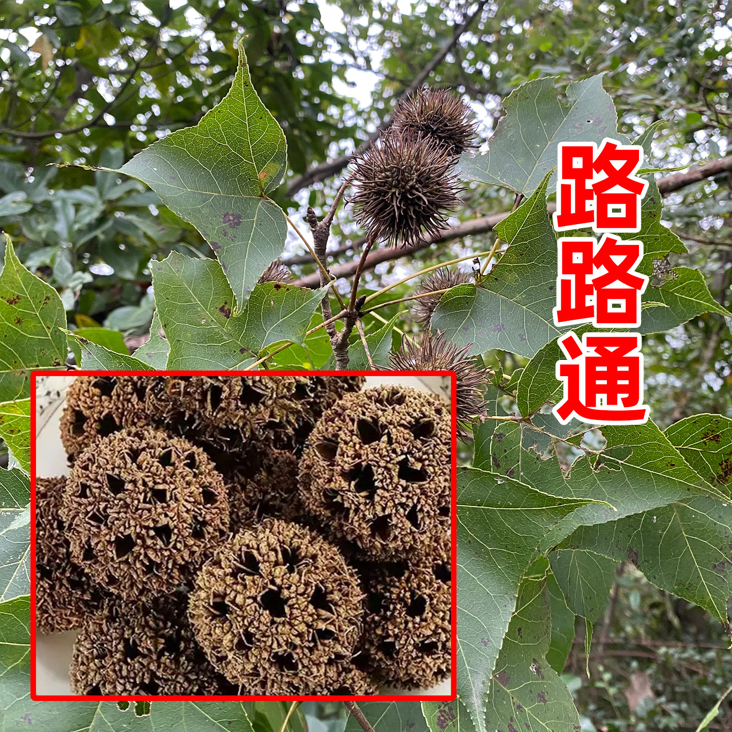 正宗野生路路通中药材 精选新货 枫香果 枫树球搭大通草王不留行