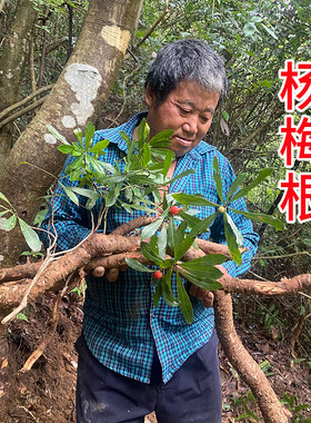 杨梅树根 中药材山杨梅根 毛杨梅树根 纯根 新鲜现挖切片晒干包邮