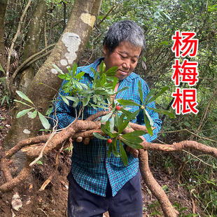 杨梅树根 中药材山杨梅根 毛杨梅树根 纯根 新鲜现挖切片晒干包邮