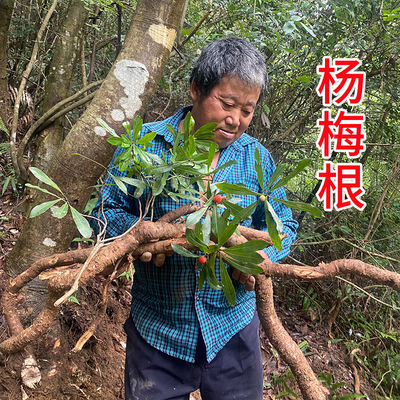 杨梅树根 中药材山杨梅根 毛杨梅树根 纯根 新鲜现挖切片晒干包邮