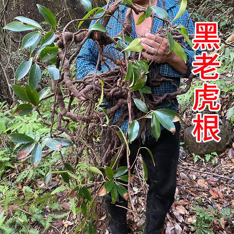 野生黑老虎根中药材 红木香 冷饭团根 风沙藤 过山风 钻骨风根