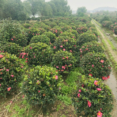 茶梅球花苗树苗庭院阳台园林绿化苗木花卉球形四季盆栽花苞耐寒