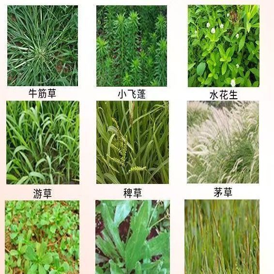 【 拍1发2】强效渗透 全年通用YL-2