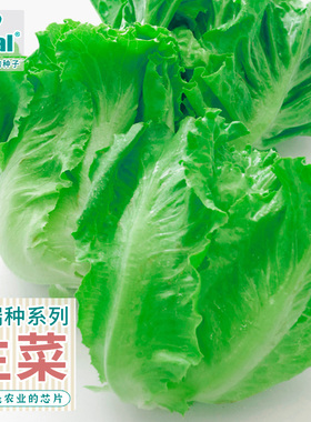 ideal理想农业高端生菜种子四季奶油可生吃耐抽薹生菜种籽蔬菜孑